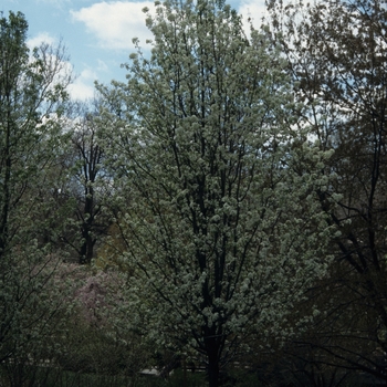 Pyrus calleryana 'Aristocrat' (035738)