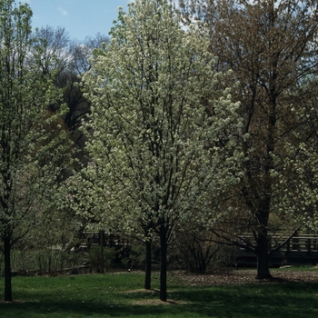 Pyrus calleryana 'Aristocrat' (035739)