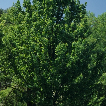 Pyrus calleryana 'Capital' (035745)