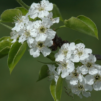 Pyrus calleryana 'Capital' (035746)