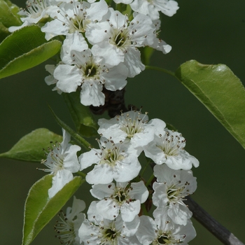 Pyrus calleryana 'Capital' (035747)