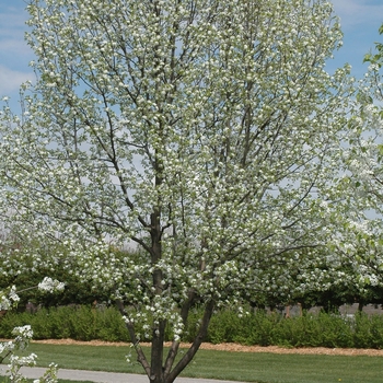 Pyrus calleryana 'Capital' (035748)