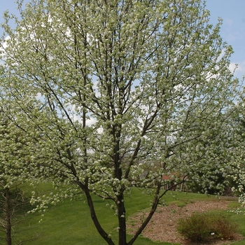 Pyrus calleryana 'Capital' (035749)