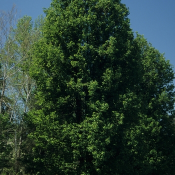 Pyrus calleryana 'Chanticleer®' (035750)