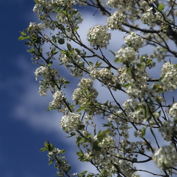 Pyrus calleryana 'Chanticleer®' (035751)