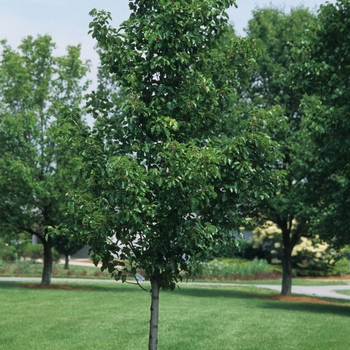 Pyrus calleryana 'Cleveland Select' (035753)