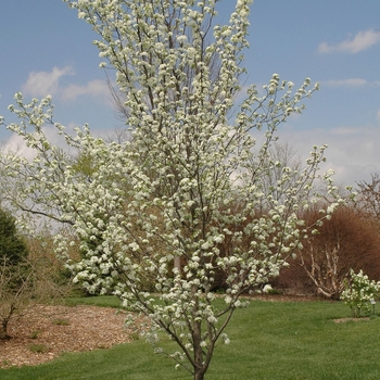 Pyrus calleryana 'Redspire' (035759)