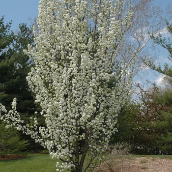 Pyrus calleryana 'Sylvania' (035760)