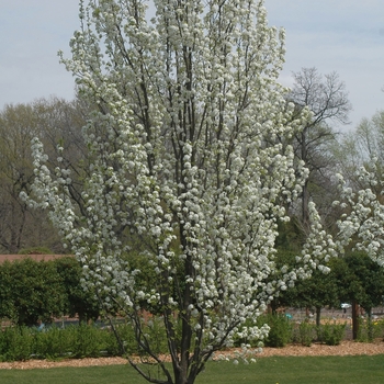 Pyrus calleryana 'Sylvania' (035761)