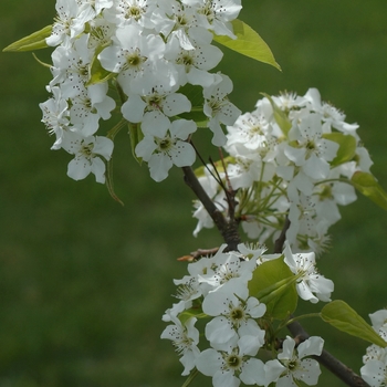 Pyrus calleryana 'Sylvania' (035762)