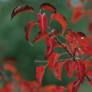 Pyrus fauriei 'Korean Sun®' (035766)