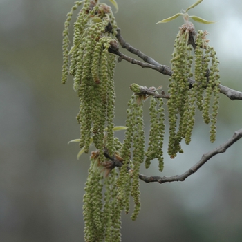 Quercus acutissima '' (035768)