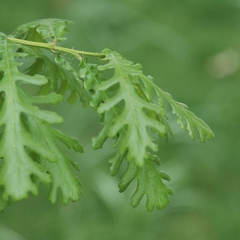 Quercus frainetto 'Forest Green®' (035790)