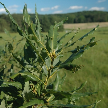 Quercus petraea 'Mespilifolia' (035817)