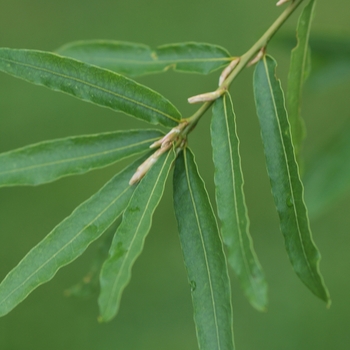 Quercus phellos '' (035819)