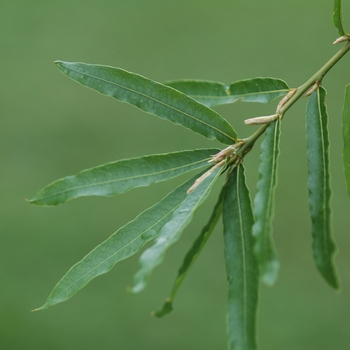 Quercus phellos '' (035820)