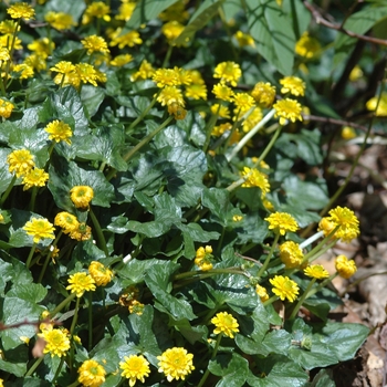 Ranunculus ficaria '' (035848)