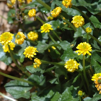 Ranunculus ficaria '' (035849)