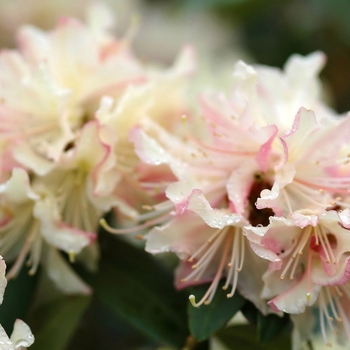 Rhododendron x keiskei 'Mary Fleming' (035865)