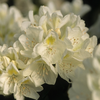 Rhododendron 'Chionoides' (035879)