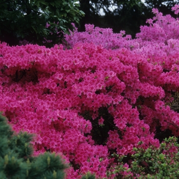 Rhododendron Gable hybrid 'Boudoir' (035904)