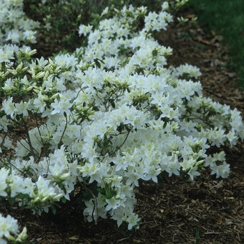 Rhododendron Glenn Dale hybrid 'Cascade' (035915)