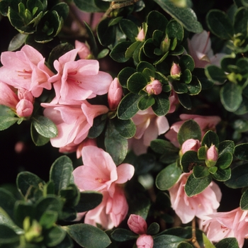 Rhododendron Kurume hybrid 'Coral Bells' (035918)