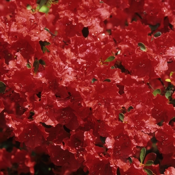 Rhododendron Girard hybrid 'Hotshot' (035926)