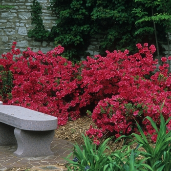 Rhododendron Girard hybrid 'Girard's Christina' (035927)