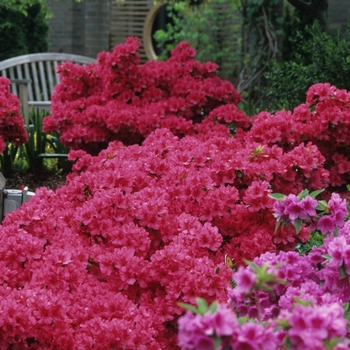 Rhododendron Girard hybrid 'Girard's Rose' (035936)