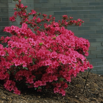 Rhododendron Girard hybrid 'Girard's Rose' (035937)