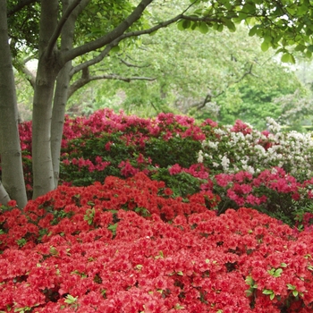 Rhododendron Girard hybrid 'Hotshot' (035962)