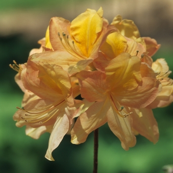 Rhododendron 'Knaphill Apricot' (035974)