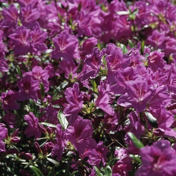 Rhododendron 'Merlin' (035977)