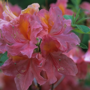 Rhododendron 'Mount Saint Helens' (035978)