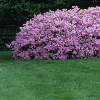 Rhododendron Kurume hybrid 'Sherwood Orchid' (036001)