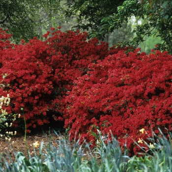 Rhododendron Gable hybrid 'Stewartstonian' (036006)