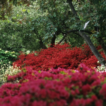 Rhododendron Gable hybrid 'Stewartstonian' (036007)