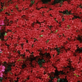 Rhododendron Gable hybrid 'Stewartstonian' (036008)