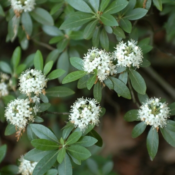 Rhododendron micranthum '' (036011)