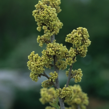 Rhus aromatica '' (036035)