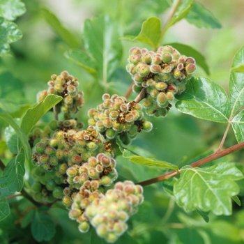 Rhus aromatica '' (036037)