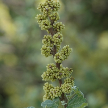 Rhus aromatica '' (036038)