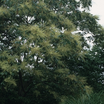 Rhus chinensis '' (036041)