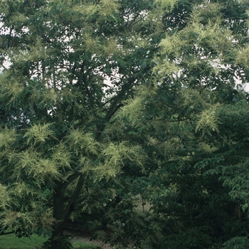 Rhus chinensis '' (036042)