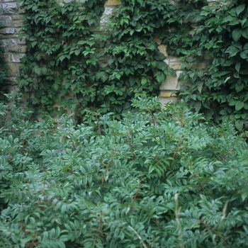 Rhus copallina var. latifolia 'Prairie Flame™' (036044)