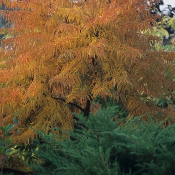 Rhus typhina 'Laciniata' (036045)