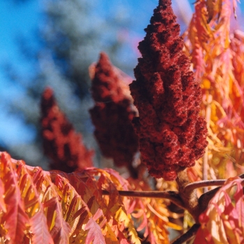 Rhus typhina 'Laciniata' (036046)