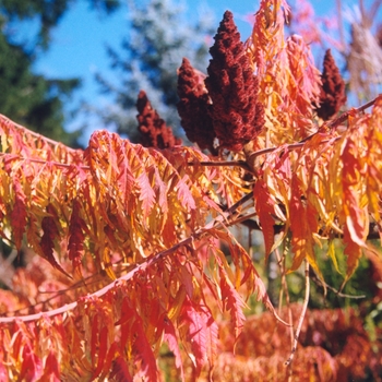 Rhus typhina 'Laciniata' (036047)