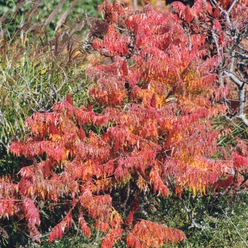 Rhus typhina 'Laciniata' (036048)